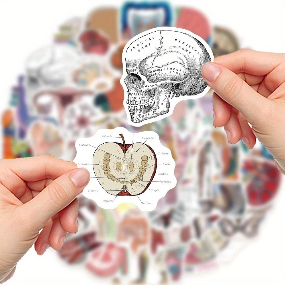 50 anatomical stickers made pvc featuring