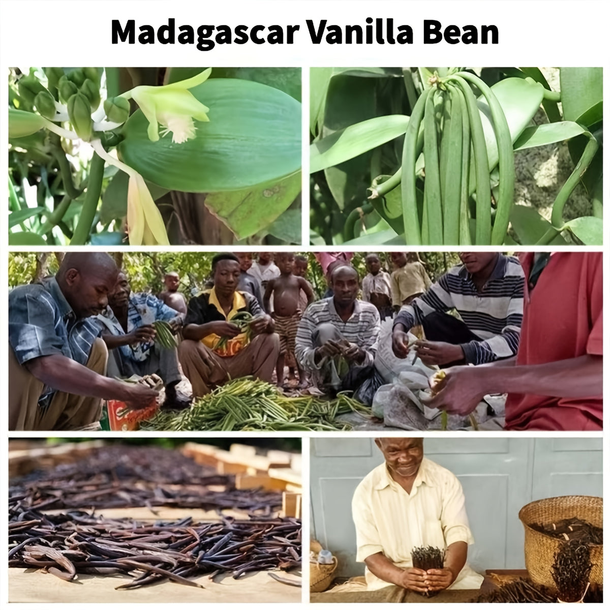 25pcs   madagascar   suitable making